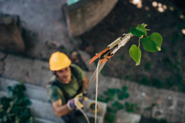 Reliable Port Reading, NJ Tree Services Solutions